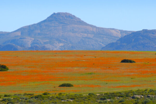 Why You Should Plan Your Holiday in the Northern Cape